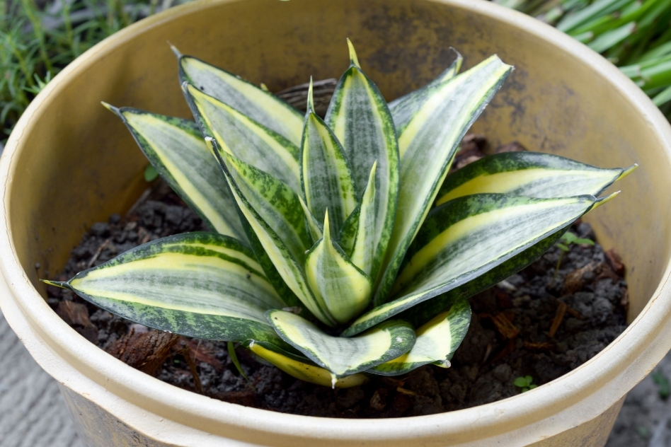 Sansevieria Masoning (Whale Fin Snake Plant) Care Guide ...