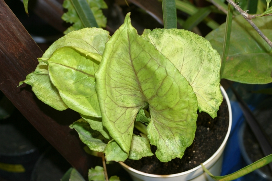 White Butterfly Syngonium