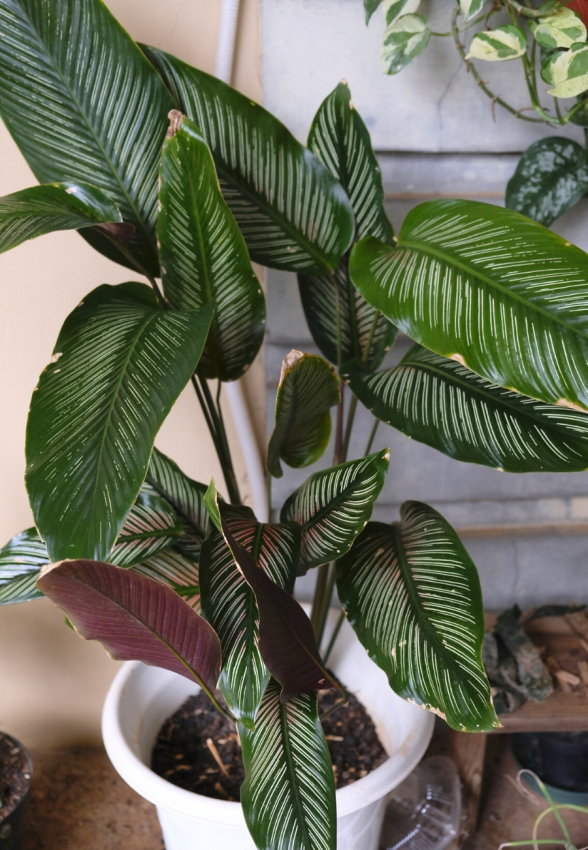 calathea ornata care tips