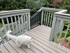 Baby gate at the top of a landing or porch stairs.