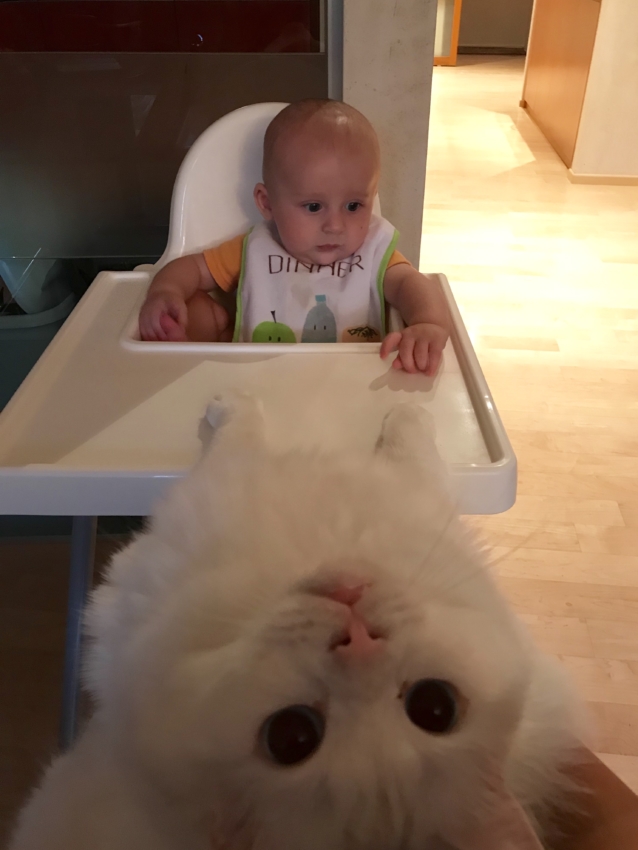 Footrest for the IKEA High Chair, Dishwasher Safe Footrest